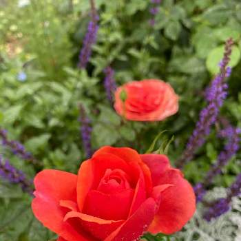 ダスティミラー(白妙菊)の画像 by @Rose&greenさん | カラーリーフと宿根草、とニゲラ♪とダスティミラー(白妙菊)と小さな花壇と宿根草花壇とガーデニングとネモローサカラドンナ