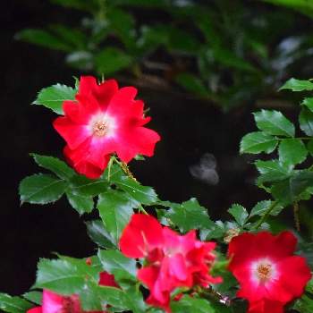 つるバラ ドルトムントの投稿画像一覧 Greensnap グリーンスナップ