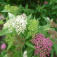 シモツケ ,源平下野,yuメモリー,小さな庭の画像