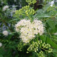 シモツケ ,シモツケ(下野),小さな庭の画像