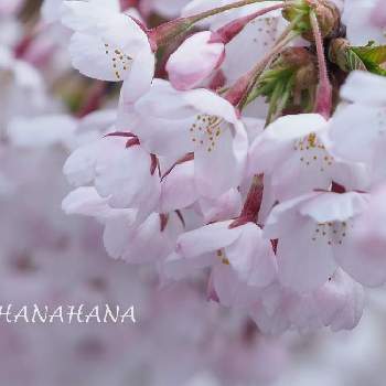 『2021桜』フォトコンテストの画像 by HANAHANAさん | お出かけ先とソメイヨシノと北海道と『2021桜』フォトコンテスト