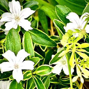 花はラッパ型の投稿画像一覧 Greensnap グリーンスナップ