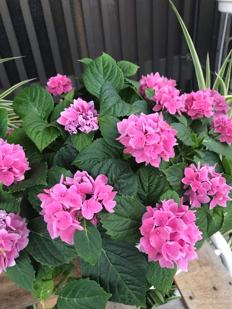 アジサイ 茜雲 Greensnap グリーンスナップ アジサイ 茜雲 Greensnap グリーンスナップ