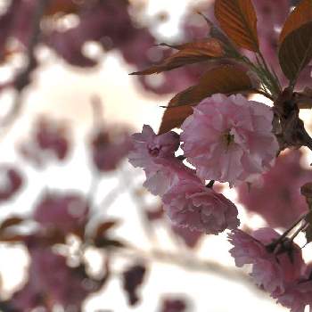 『2021桜』フォトコンテストの画像 by ykrさん | 桜・関山(かんざん）と北海道と一眼レフと落葉広葉樹と『2021桜』フォトコンテストと小樽に咲く花