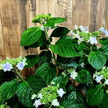 島根県オリジナル紫陽花の投稿画像一覧 Greensnap グリーンスナップ