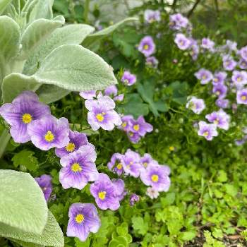 ニーレンべルキアの投稿画像一覧 Greensnap グリーンスナップ