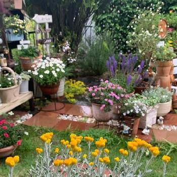 クリソセファラム♡の画像 by ゆかりんさん | ガーデン雑貨とクリソセファラム♡と手作りの庭と黄色い花と多肉女子とガーデニングと雨の日とドライフラワーになるとスマイリープー♡