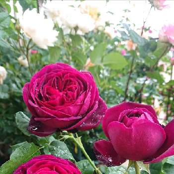 アストリットグレーフィンフォンハンデンベルグの画像 by ＹＵＭＩＫＯさん | 小さな庭と私の癒し♡と幸せ♡といい香り❤と薔薇愛同盟とアストリットグレーフィンフォンハンデンベルグと花が好き❤とわれら17年組とおうち園芸とお花に癒されてと植中毒と2021 GSでバラ園とたまらない♥️と2021 YUMIKO薔薇と花のある暮らしと大好き♡︎ʾʾとかわいいな♡といい色♡