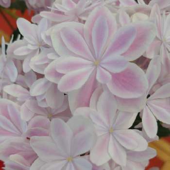 あじさい 万華鏡の投稿画像一覧 Greensnap グリーンスナップ あじさい 万華鏡の投稿画像一覧 Greensnap グリーンスナップ