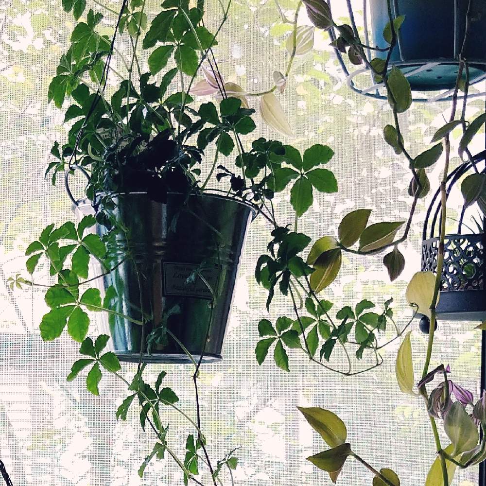 窓辺の画像 by あべべさん | 窓辺とトラデスカンチア ラベンダーとシュガーパインと観葉植物と育ちすぎ