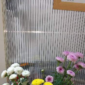 カリメロの画像 by さおとめさん | 玄関とカリメロと菊 キク きく