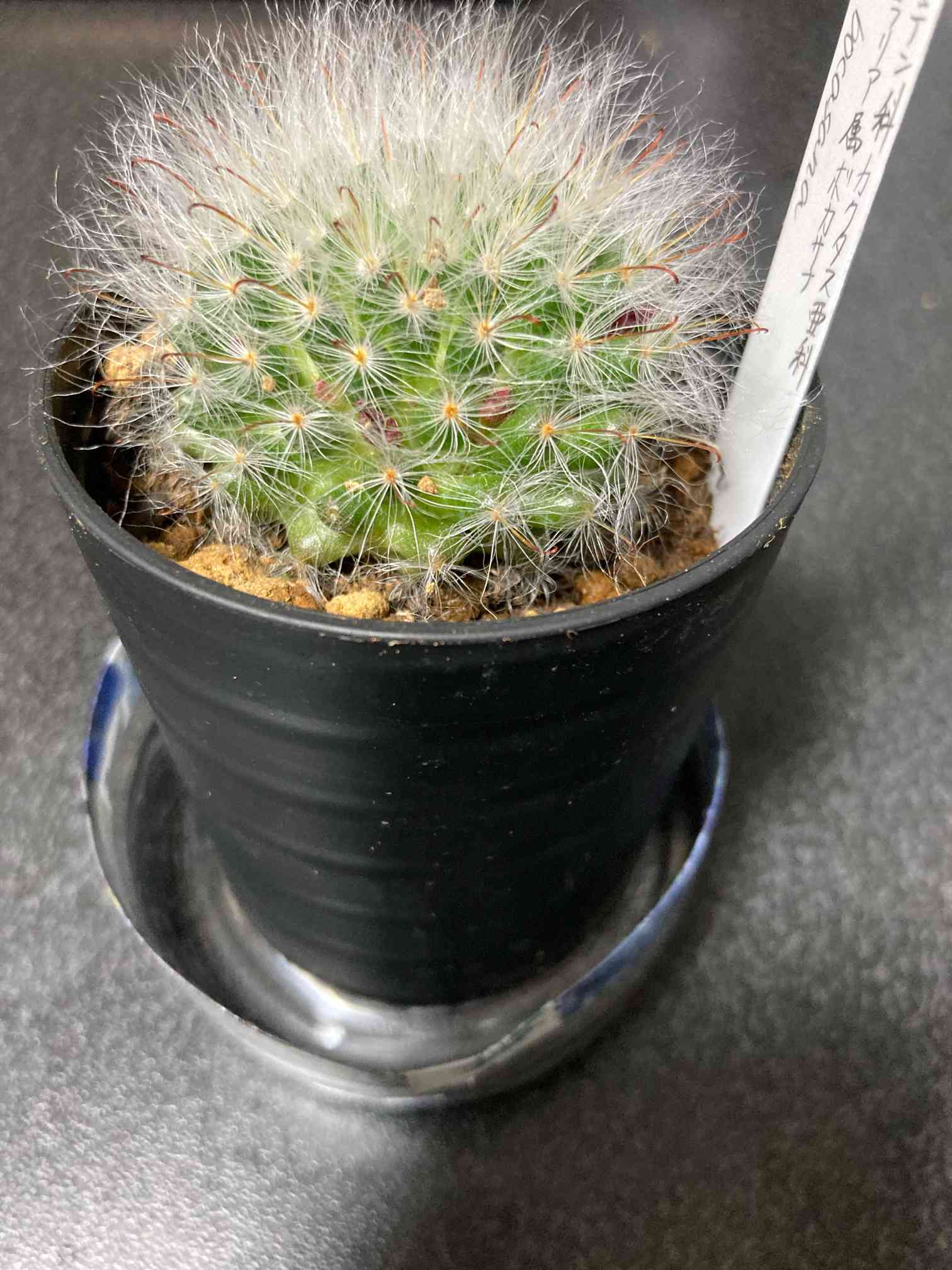 うちの高砂日記｜🍀GreenSnap（グリーンスナップ）