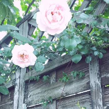 ラムズイヤー,クレマチステッセン,つるバラニュードーン,日当たり,藤色の花の画像
