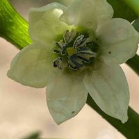 ピーマン,花壇,ガーデニング,野菜の花,自家製野菜の画像