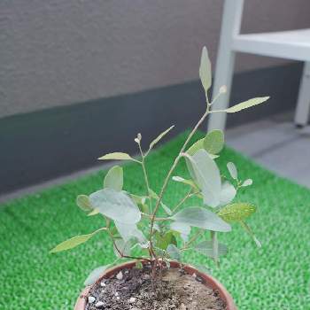 ポポラス鉢植えの投稿画像一覧 Greensnap グリーンスナップ ポポラス鉢植えの投稿画像一覧 Greensnap グリーンスナップ