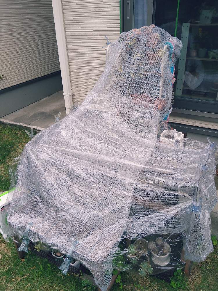 遮光ネット の投稿画像 By くーみさん 雨よけビニールシートとダイソー多肉と多肉大好きと多肉ちゃんとセリアと多肉好きとdaisoと多肉 寄せ植えとタニク初心者と多肉初心者とダイソー産 21月5月16日 Greensnap グリーンスナップ