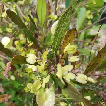 ドドナエア プルプレアの投稿画像一覧 Greensnap グリーンスナップ