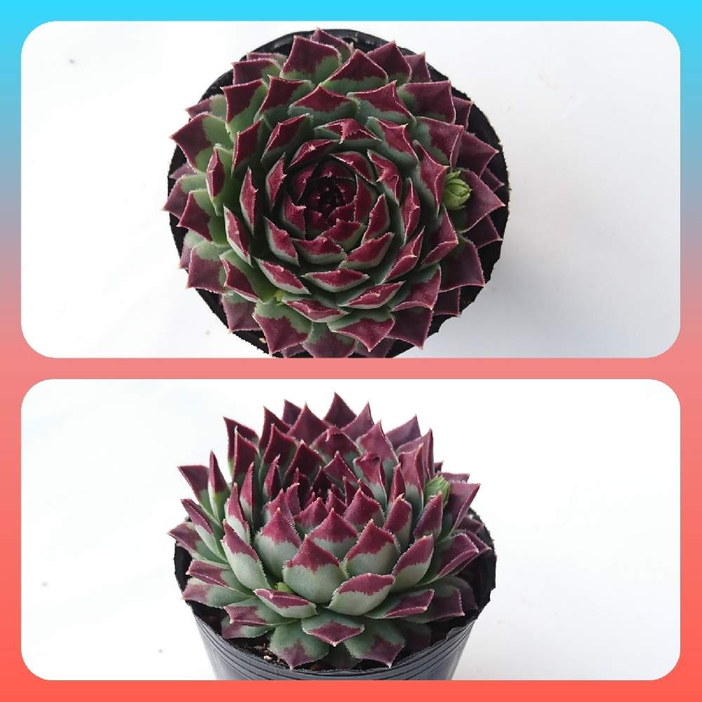 センペルビウム カルカレウムニグラムの投稿画像 By クリスさん 多肉植物と多肉大好きとド真ん中の日とおうち園芸 21月5月16日 Greensnap グリーンスナップ