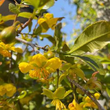 ミッキーマウスの花の投稿画像一覧 Greensnap グリーンスナップ