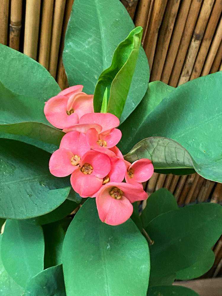 購入記録 国華園貝塚店 Greensnap グリーンスナップ