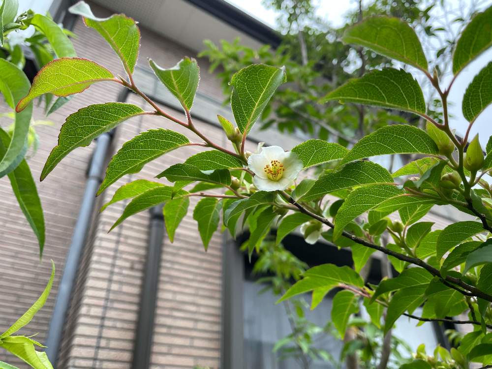 ヒメシャラの投稿画像 By じゅん坊さん 小さな庭と庭木の花とヒメシャラの木と姫沙羅と庭木と落葉広葉樹と庭木の花とヒメシャラの木と姫沙羅と庭木と落葉広葉樹 21月5月16日 Greensnap グリーンスナップ Greensnap グリーンスナップ