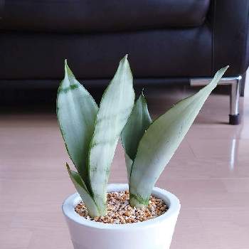 サンスベリア ムーンシャインの投稿画像一覧 Greensnap グリーンスナップ