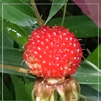 野いちごの投稿画像一覧 Greensnap グリーンスナップ