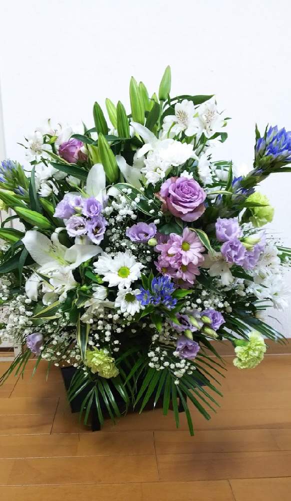 ドラセナ Greensnap グリーンスナップ