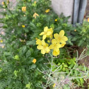 セイヨウアブラナの投稿画像一覧 Greensnap グリーンスナップ