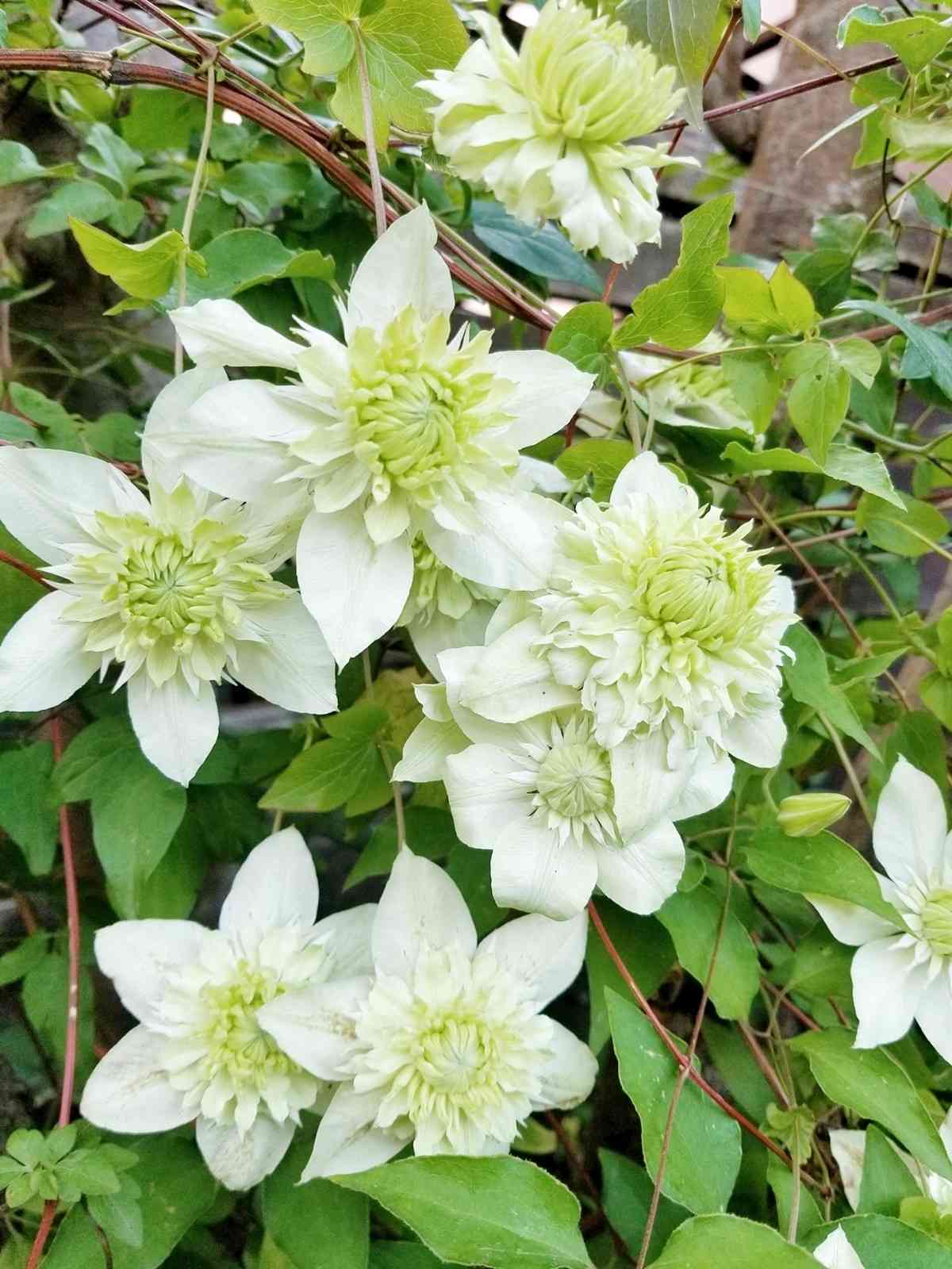 クレマチス成長記録 2022芽生え～｜🍀GreenSnap（グリーンスナップ）