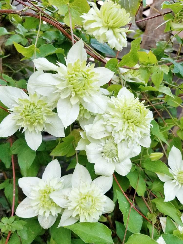 クレマチス成長記録 22芽生え Greensnap グリーンスナップ