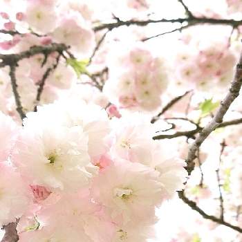 『2021桜』フォトコンテストの画像 by セリモさん | お出かけ先と桜大好きとさくら2021年春とお花大好き♡と八重桜満開とさくら 桜 サクラとバラと夢CLUBといやし♪と『2021桜』フォトコンテスト