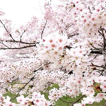 『2021桜』フォトコンテストの画像 by セリモさん | お出かけ先と桜大好きとさくら2021年春とお花大好き♡とさくら 桜 サクラとバラと夢CLUBといやし♪と『2021桜』フォトコンテスト