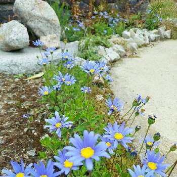 フェリシアの育て方 種まきや植え付け 植え替えの時期は Greensnap グリーンスナップ