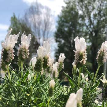 春の植物の投稿画像一覧 Greensnap グリーンスナップ