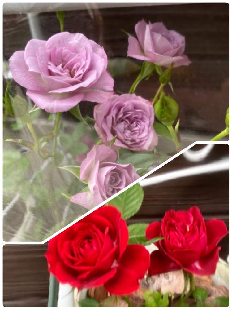 ミニバラ赤の投稿画像 By Pecoさん ミニバラ ラベンダーコルダーナとばら バラ 薔薇と雨避けと開花 とバラ 鉢植えと植中毒とガーデニングと花のある暮らしとバラ ミニバラと雨よけ 21月5月16日 Greensnap グリーンスナップ