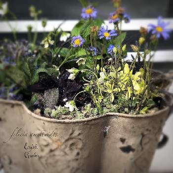 フェリシアの育て方 種まきや植え付け 植え替えの時期は Greensnap グリーンスナップ