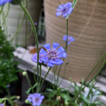 フェリシアの育て方 種まきや植え付け 植え替えの時期は Greensnap グリーンスナップ