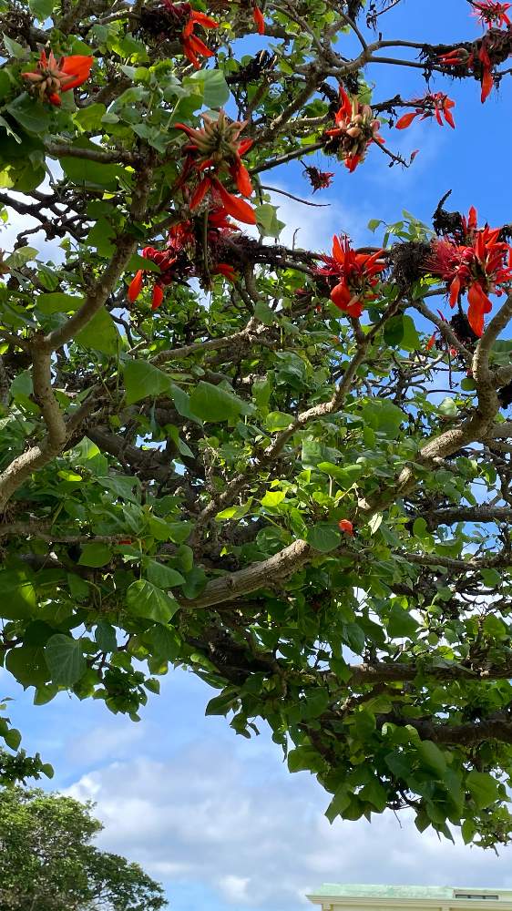 デイゴの花の投稿画像 By アクア盆栽さん お出かけ先とデイゴの花咲く道とデイゴの花咲く道 21月5月16日 Greensnap グリーンスナップ Greensnap グリーンスナップ