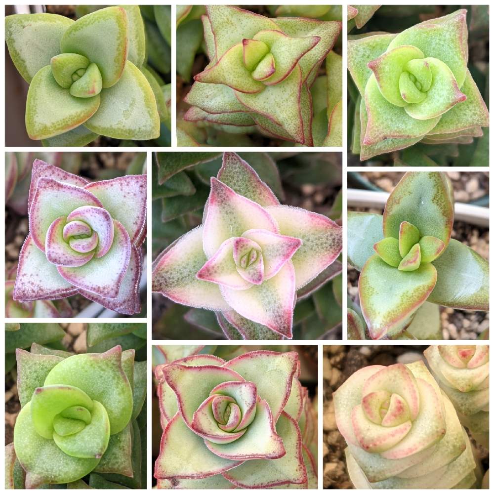 星シリーズ クラッスラ属 のまとめ Greensnap グリーンスナップ