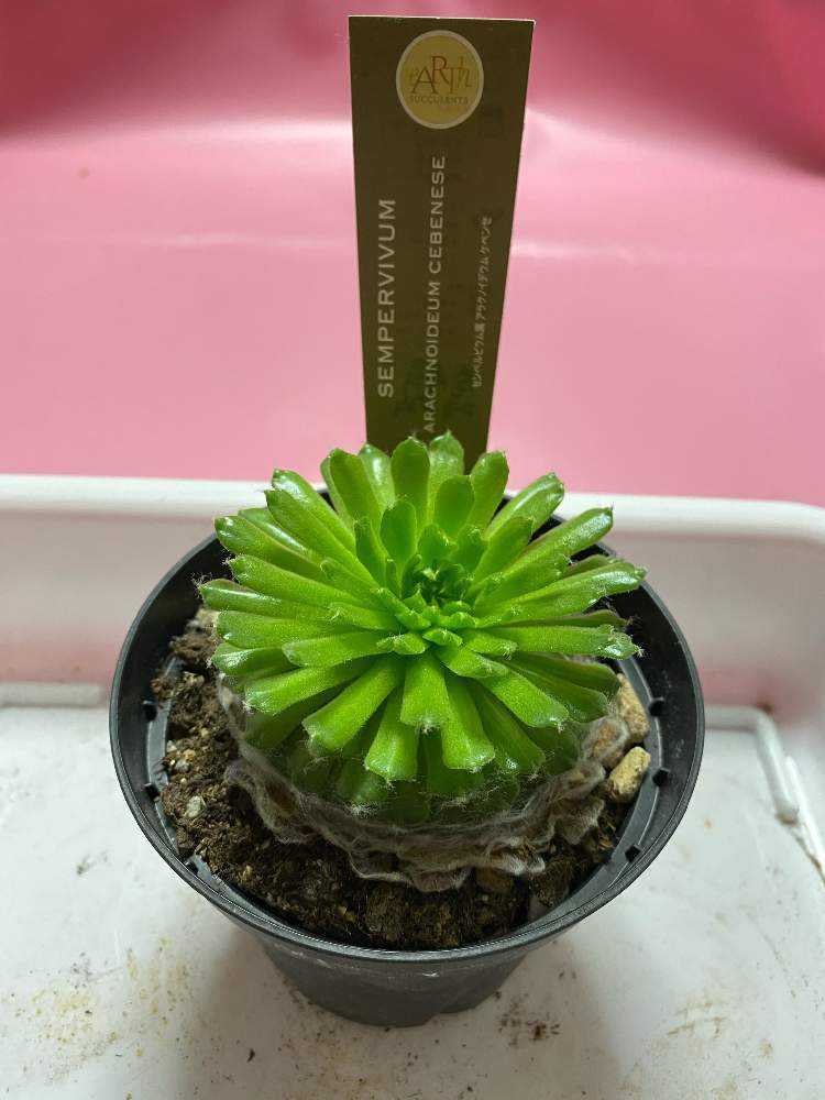 感謝を込めて。センペルビウム15(*´ω`*)Q リンリン センペルビウム | toA Succulent