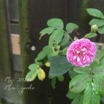 バラ ローラダボーの投稿画像一覧 Greensnap グリーンスナップ