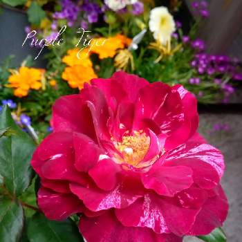 フロリバンダの画像 by ヨチさん | お出かけ先とバラと四季咲きとフロリバンダとバラが好きと赤ばら