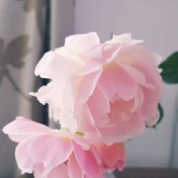 バラ フェリシアの画像 by TAROさん | 部屋とバラ フェリシアと本日の花と薔薇フェリシアとばら バラ 薔薇とマイガーデンとピンク❤︎ピンクとかれんな花とナチュラルガーデンとLOVE GREENと花のある暮らしとチーム愛知