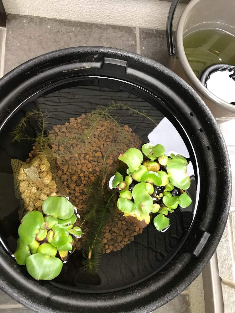 ホテイアオイの投稿画像 By Tomoさん アナカリス 水草 と水生植物とメダカと赤玉土 21月5月16日 Greensnap グリーンスナップ