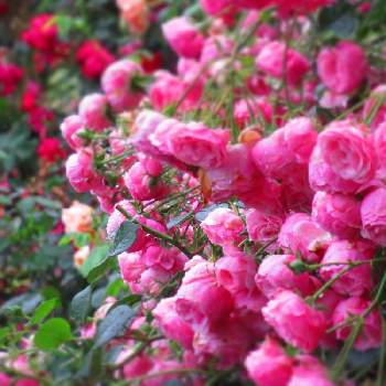 薔薇 ポンポネッラの画像 by サワーポメロさん | ばら バラ 薔薇と近くの公園と薔薇 ポンポネッラと素敵な庭に✨と皆様に感謝と朝の散歩と花のある暮らし
