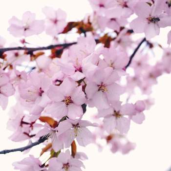 桜のある風景の画像 by まりこさん | 広い庭と桜のある風景と『2021桜』フォトコンテストと花のある景色