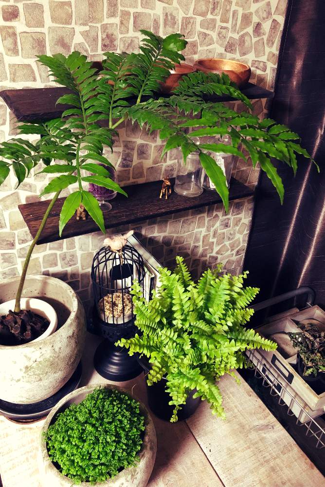 リュウビンタイの投稿画像 By Alexさん クッションモスとネフロレピスとセラギネア モスと観葉植物とグリーンのある暮らしとベランダガーデニングとベランダガーデンとおうち園芸とイワヒバ科 と観葉植物のある暮らしとシダのある暮らしとシダ植物と草花大好きと リュウビンタイの投稿画像 By Alexさん クッションモスとネフロレピスとセラギネア モスと観葉植物とグリーンのある暮らしとベランダガーデニングとベランダガーデンとおうち園芸とイワヒバ科 と観葉植物のある暮らしとシダのある暮らしとシダ植物と草花大好きと