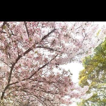 『2021桜』フォトコンテストの画像 by Sayuさん | お出かけ先とさくら 桜 サクラと『2021桜』フォトコンテスト