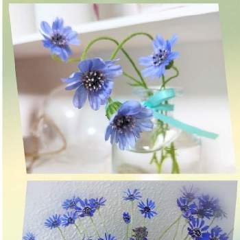 フェリシアの育て方 種まきや植え付け 植え替えの時期は Greensnap グリーンスナップ